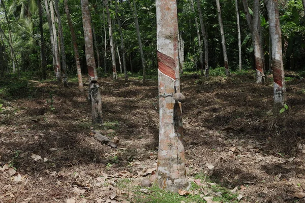 Gummiträd Som Växer Rader Ung Gummiplantage Sri Lanka Med Ogräs — Stockfoto