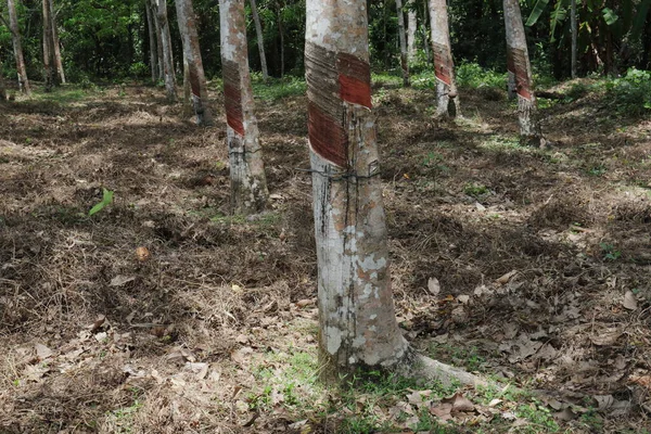 Unga Och Växande Gummiträd Som Inte Perioden Tappning Gräset Avlägsnas — Stockfoto