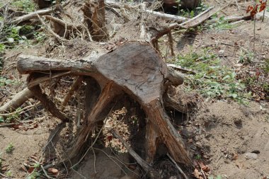 Kazılmış bir ağaç kütüğünün eski bir kesim yüzeyinin görüntüsü. Bu kütük kökleriyle birlikte orman olmayan bir yere gömülmüş.