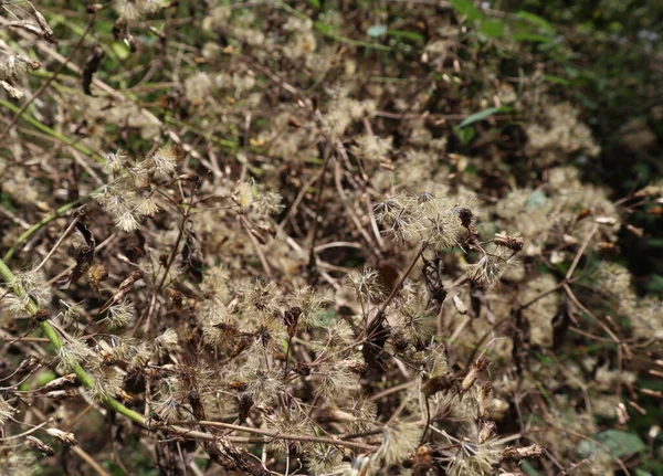Trockene Samenstände Bereit Vom Wind Des Teufelskrautes Chromolaena Odorata Ausgebracht — Stockfoto