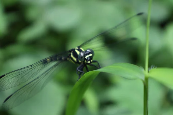 金丝雀 Cordulegaster Boltonii 的脸和前体部位的极端视图 这只黄黑相间的大蜻蜓正坐在草叶上 — 图库照片