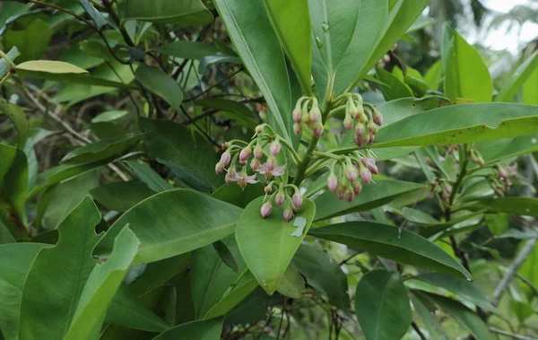 一种具有粉红色花簇和绿叶的Ardisia Elliptica分枝 这种植物在斯里兰卡被称为Balu Dan植物 — 图库照片