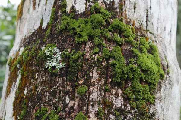 Pohled Povrch Kmene Kokosových Stromů Pokrytý Rostoucími Mechy Lišejníky Řasami — Stock fotografie