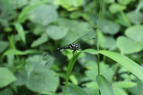 一只黄黑相间的大蜻蜓被称为金丝雀蜻蜓 栖息在草叶上 — 图库照片