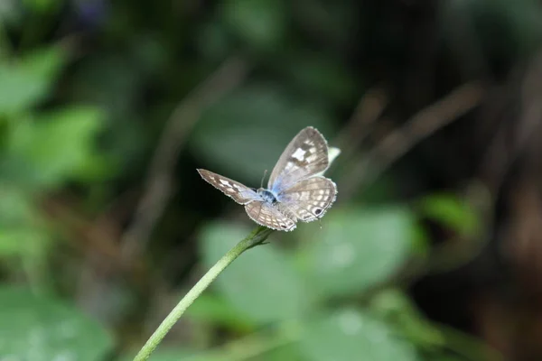 プランバゴの青い蝶 Leptotes Plinius の上側のビューを角度付けします 蝶はゆっくりと羽を広げています — ストック写真