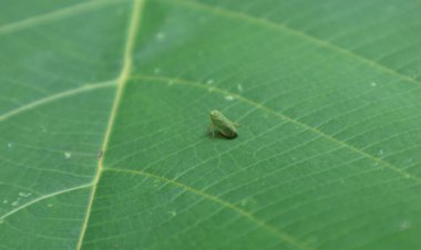 Büyük bir yaprağın yüzeyinde oturan küçük yeşil bir yaprak sıçratıcısı.