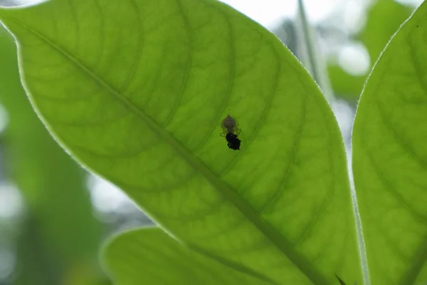 Een Kleine Witte Spin Met Een Gevangen Insect Verstopt Zich — Stockfoto