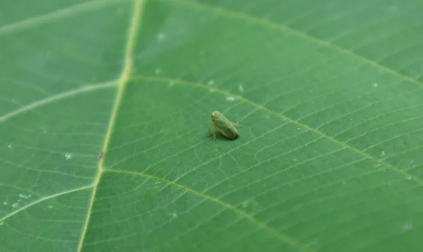 Tiny Green Leafhopper Sitting Surface Large Leaf — Stock Photo, Image