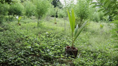 Yarım yamalak eğimli çimenlik alanda çatı kiremitlerinden yapılmış haşere koruyucu kapaklı Hindistan cevizi bitkilerinin manzarası.
