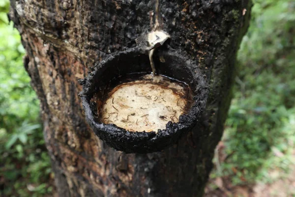 未能收集胶乳的橡胶收集碗 椰子壳 的闭塞视图 它现在充满了清澈的雨水和滋生的蚊子幼虫 — 图库照片