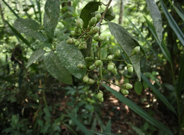 在斯里兰卡 关闭了一个标记坚果树的绿色果簇 半线虫变种 这种在Ayurveda流行的植物用来治疗许多疾病 — 图库照片