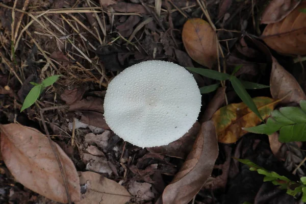 Cogumelo Cor Branca Claro Cabeça Plana Floresceu Chão Onde Cercado — Fotografia de Stock