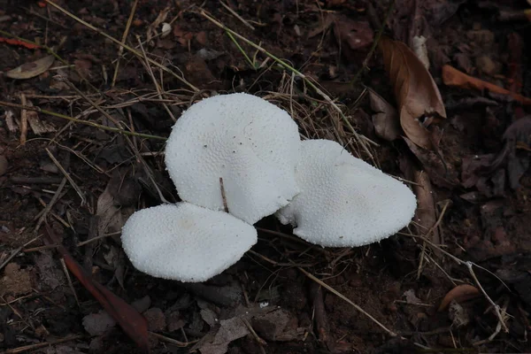 开花的中等大小的白色蘑菇丛生在地面分解有机物的表面上 — 图库照片