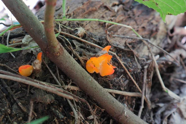 Orange Flame Shape Jelly Mushroom Growing Dead Stem View Plant — Stock Photo, Image