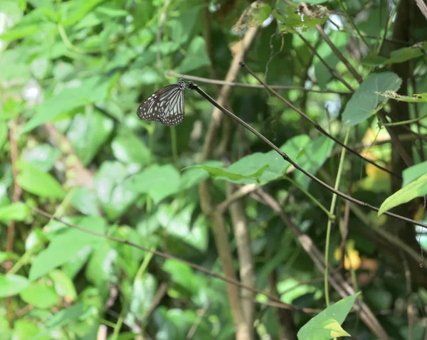 Skleněný Tygří Motýl Parantica Aglea Usazený Špičce Suchého Stonku Dvorku — Stock fotografie
