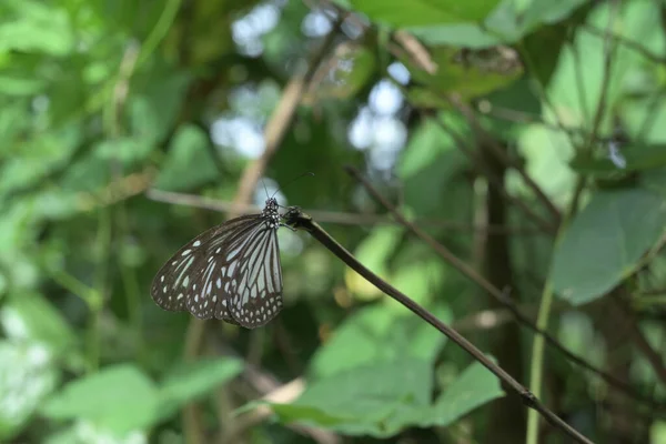 高い乾燥した茎の先端に張り出したガラス製のトラ蝶 Parantica Aglea の下面のビューを閉じます — ストック写真
