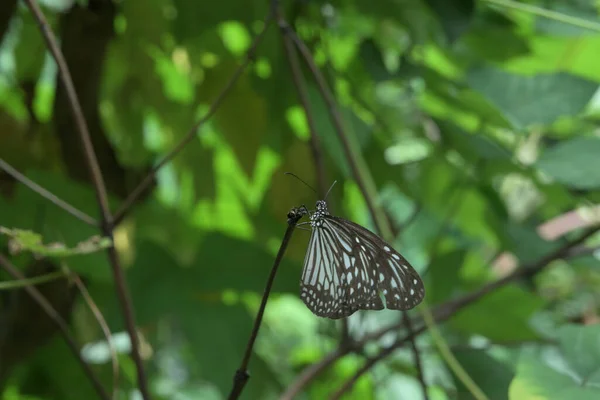 茎先を乾燥させた上に 羽が折られたガラス製のトラ蝶が張り付いています — ストック写真