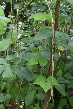 İki mor çizgili fasulyenin dikey görüntüsü uzun fasulye bahçesinde yetişir (kuşkonmaz fasulyesi).