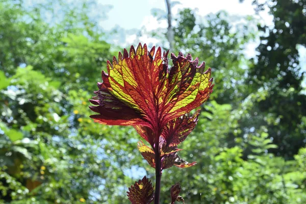 コレウス植物の緑と月の色の葉の低角度ビューは これは観賞用の観葉植物です — ストック写真