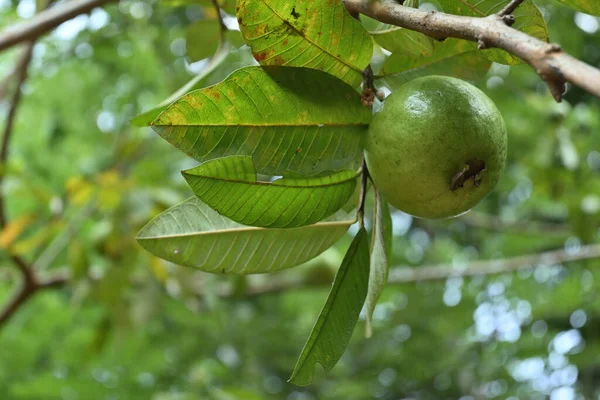 Вид Крупным Планом Спелые Плоды Гуавы Несколько Листьев Висят Дереве — стоковое фото