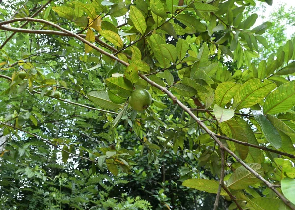 Вид Изогнутую Ветку Гуавы Созревающими Плодами Гуавы Домашнем Саду — стоковое фото