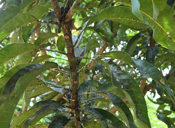 Vista Una Ramita Árbol Mango Con Grupo Insectos Escamas Que —  Fotos de Stock