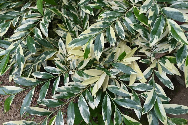 Blick Auf Eine Zierpflanze Mit Den Grünen Und Weißen Blättern — Stockfoto