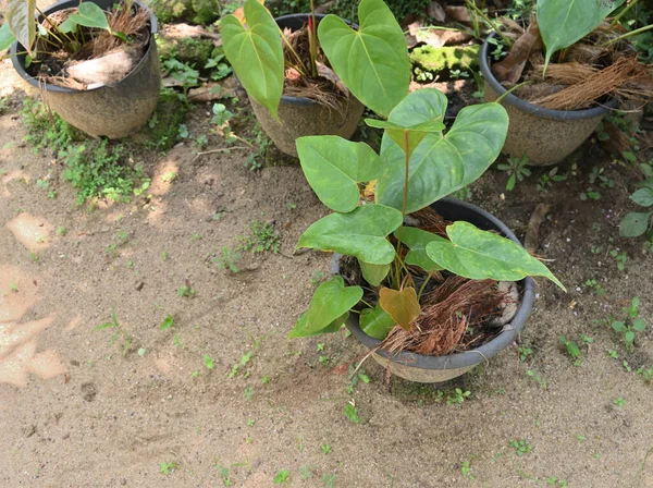 Bahçedeki kumlu zeminde yetişen bir Anthurium bitkisinin yüksek açılı görüntüsü.