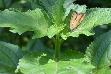 Ölü ve şımarık bir açık kahverengi güvenin kalan kanatları kıllı bir bitkinin üst yaprağının üzerinde.