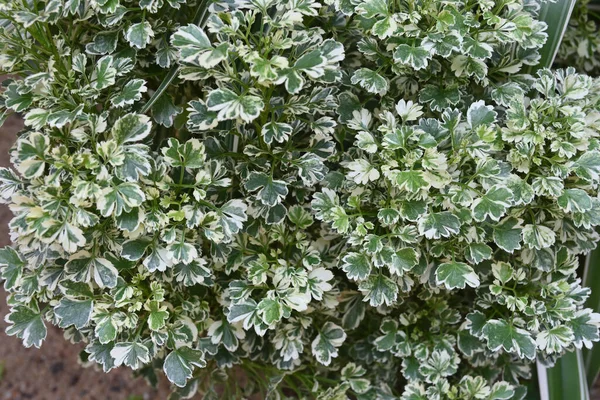 Белые Зеленые Разноцветные Небольшие Листья Разноцветного Растения Пеларгония Домашнем Саду — стоковое фото