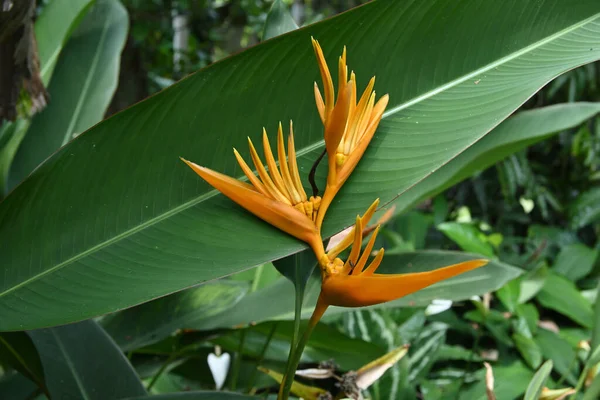 Nahaufnahme Eines Orangefarbenen Blütenstandes Einer Paradiesvogelblume Heimischen Garten Diese Blume — Stockfoto