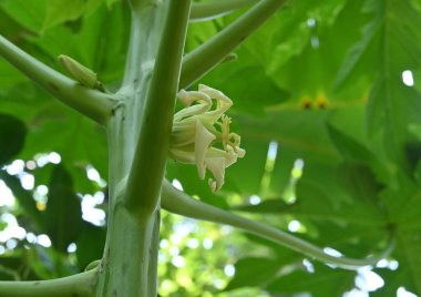 Arka bahçedeki Papaya bitkisinin gövdesindeki gelişmekte olan Papaya çiçeğinin görüntüsü