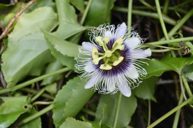 Bir çarkıfelek meyvesinin (Passiflora Edulis) yüksek açılı görüntüsü