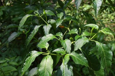 Birkaç küçük yeşil meyveli bir kuş gözü kırmızı biber dalının yakın görüntüsü