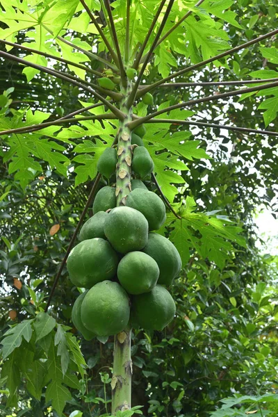 パパイヤの木茎の成長する緑のパパイヤの果実の低角度垂直ビュー — ストック写真