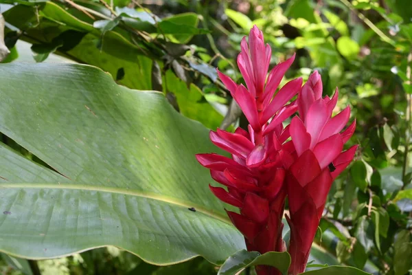 Ανθισμένα Κόκκινα Άνθη Ενός Φυτού Pink Cone Ginger Red Ginger — Φωτογραφία Αρχείου