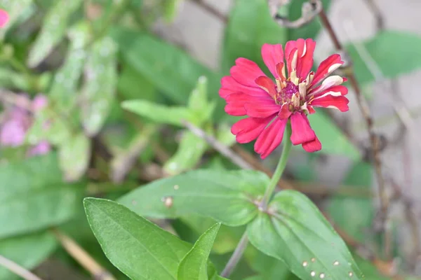 Fiore Zinnia Colore Rossastro Che Fiorisce Lentamente Nel Giardino Casa — Foto Stock