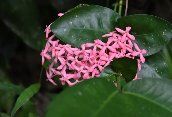 Rózsaszín Színű Dzsungel Geranium Ixora Coccinea Virág Klaszter Virágzik Levelek — Stock Fotó