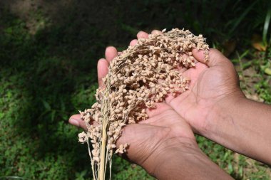 Pirinç çivisi tutan eller, eski bir pirinç çeşidine (Swayanjatha) aittir. Bu Sri Lanka 'daki Sorghum ve nadir pirinç çeşidine benzer.