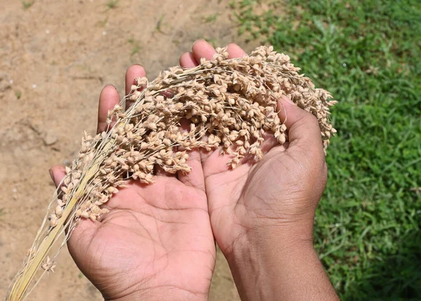 stock image View of the two hands palms with an ancient Swayanjatha rice spike in an offer gesture