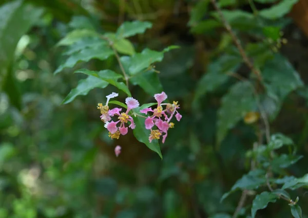 Küçük Pembe Çiçeklerin Bir Dal Ucunda Açan Polenlerin Yakın Görüntüsü — Stok fotoğraf
