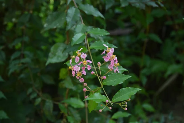 Nahaufnahme Einer Winzigen Rosafarbenen Blume Mit Dem Kriechenden Zweig Garten — Stockfoto