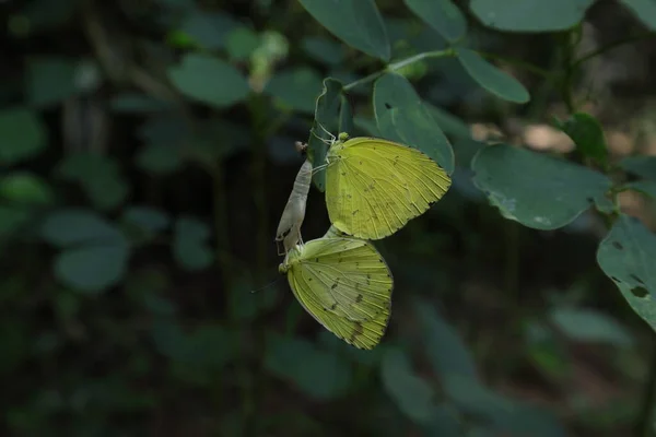 一种新出现的草黄蝴蝶 与茧上的另一种蝴蝶交配在一张塞纳 托拉传单上 — 图库照片
