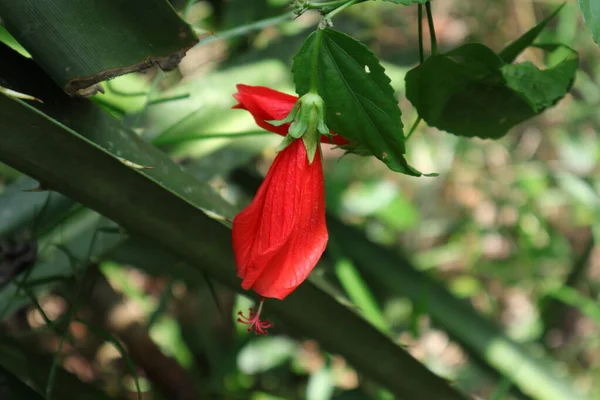Piros Színű Viasz Mallow Malvaviscus Arboreus Virág Kertben — Stock Fotó