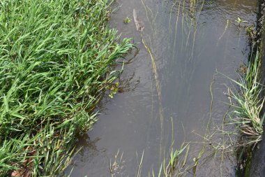 Ot gibi otlarla kaplı küçük bir derenin yüksek açılı görüntüsü ve yüzen dev salvinia.