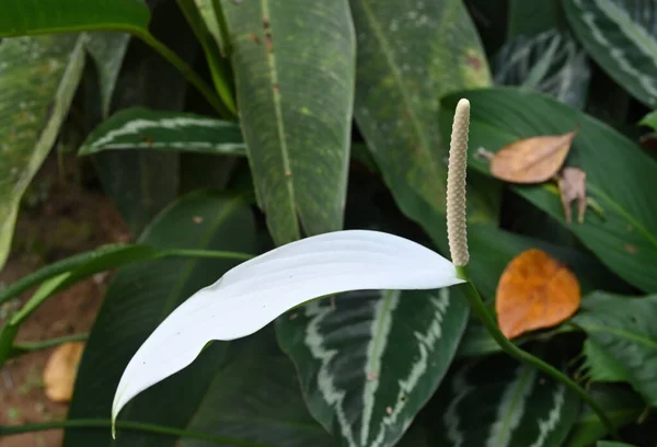 Egy Fehér Anthurium Virág Virágzásának Hegye Kertben — Stock Fotó