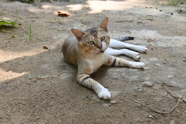 Zvláštní Tvář Kočky Ležící Zemi Zahradě — Stock fotografie