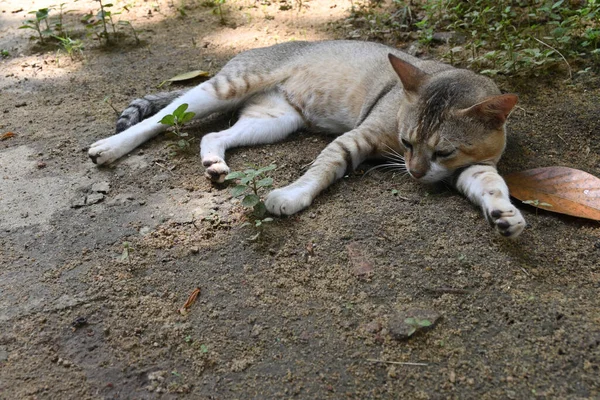 Ospalá Kočka Odpočívající Zemi Nakloněná Jedné Straně — Stock fotografie