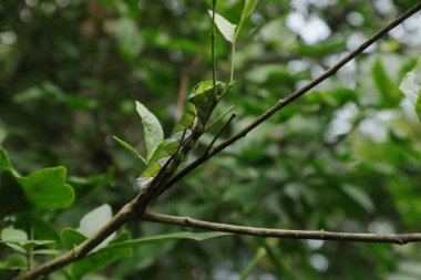Büyük bir Mavi Mormon tırtılının (Papilio Polymnestor) yakın görüntüsü, tırtıl Bengal Quince dalının yüksek bir dal gövdesinde bulunmaktadır.