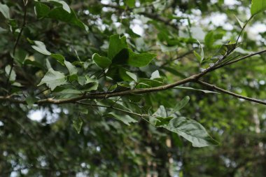 İki mavi Mormon tırtılının dalların üzerinde oturduğu Taş Elma Ağacı 'nın (Aegle Marmelos) görüntüsü